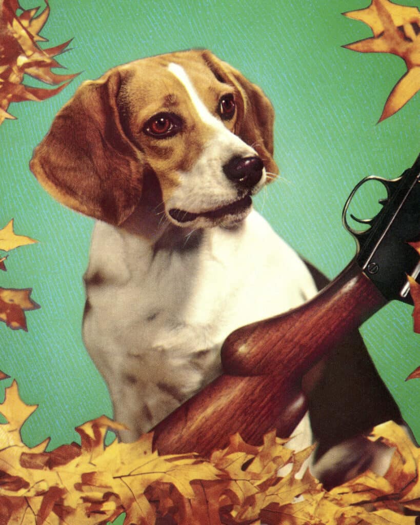 beagle with a gun intron of him looking at it