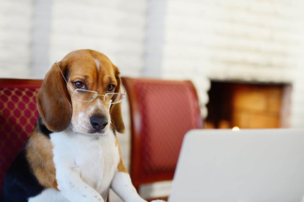 beagle with glasses and at a computer