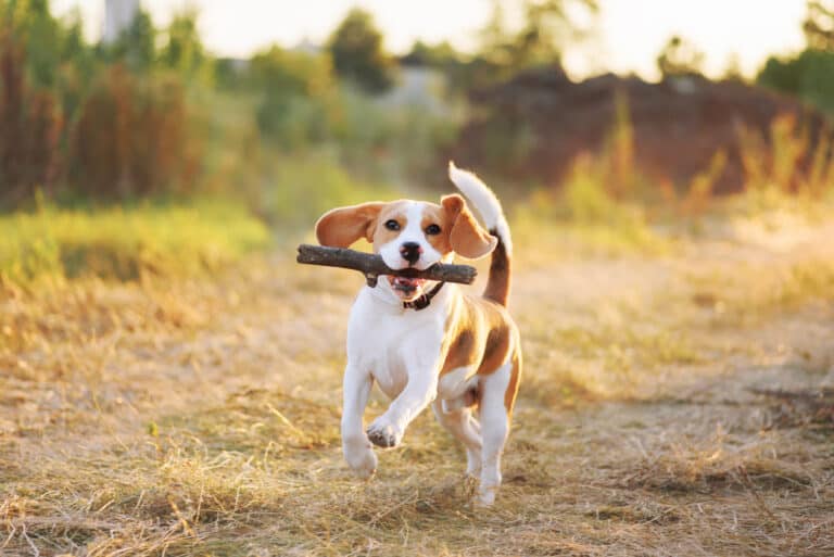 Beagles Energy Levels
