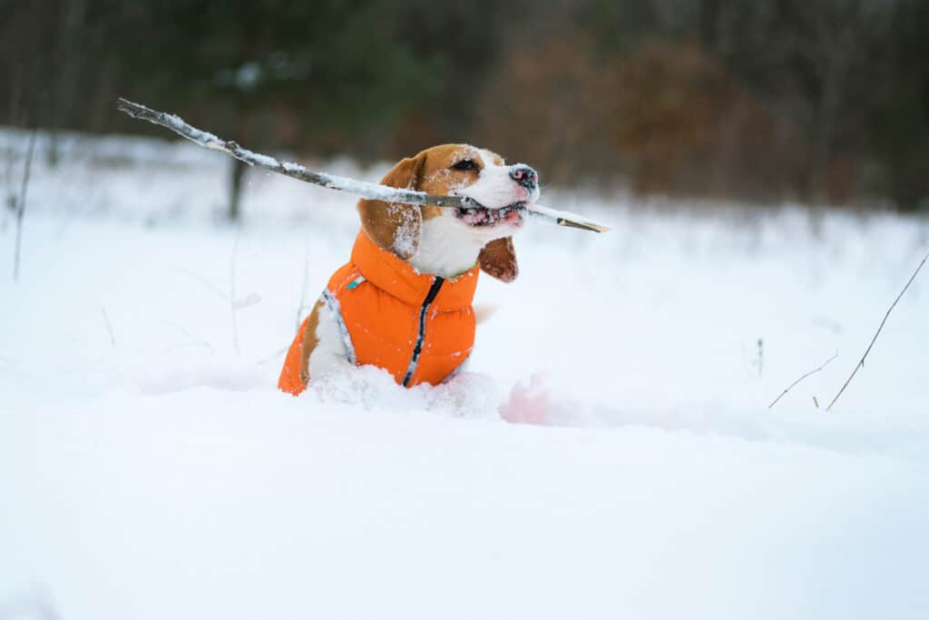 beagle with vest on running through snow deep snow