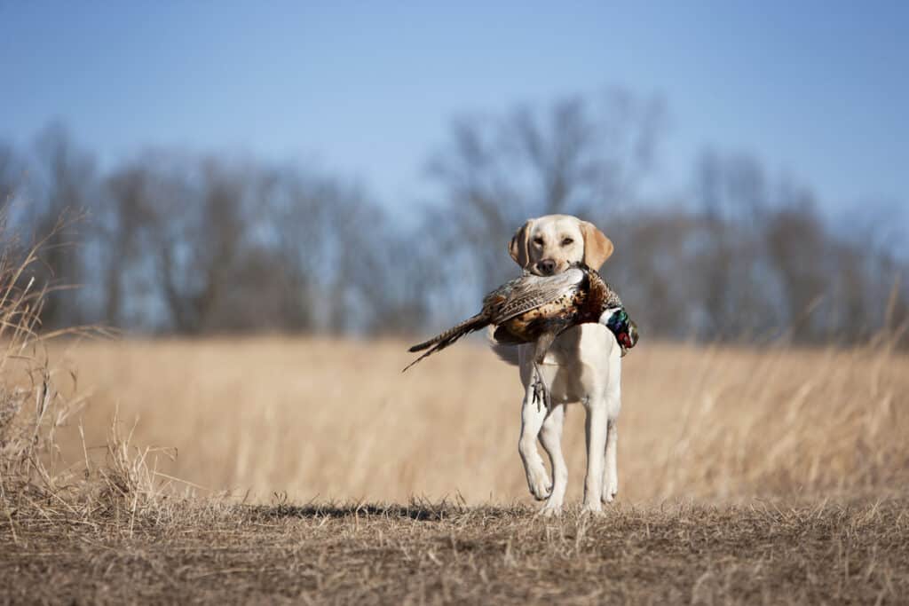 bird dog with dog in mouth