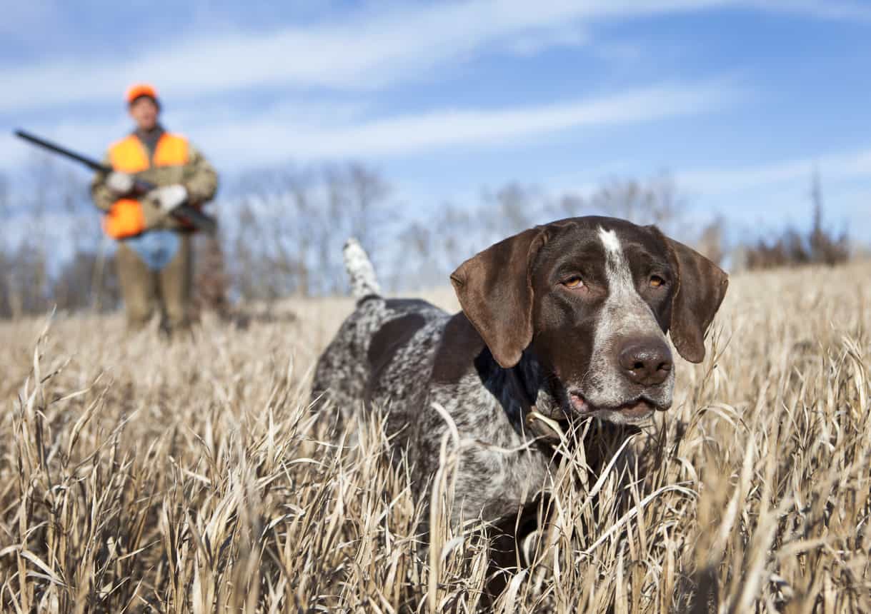 bird dog with owner