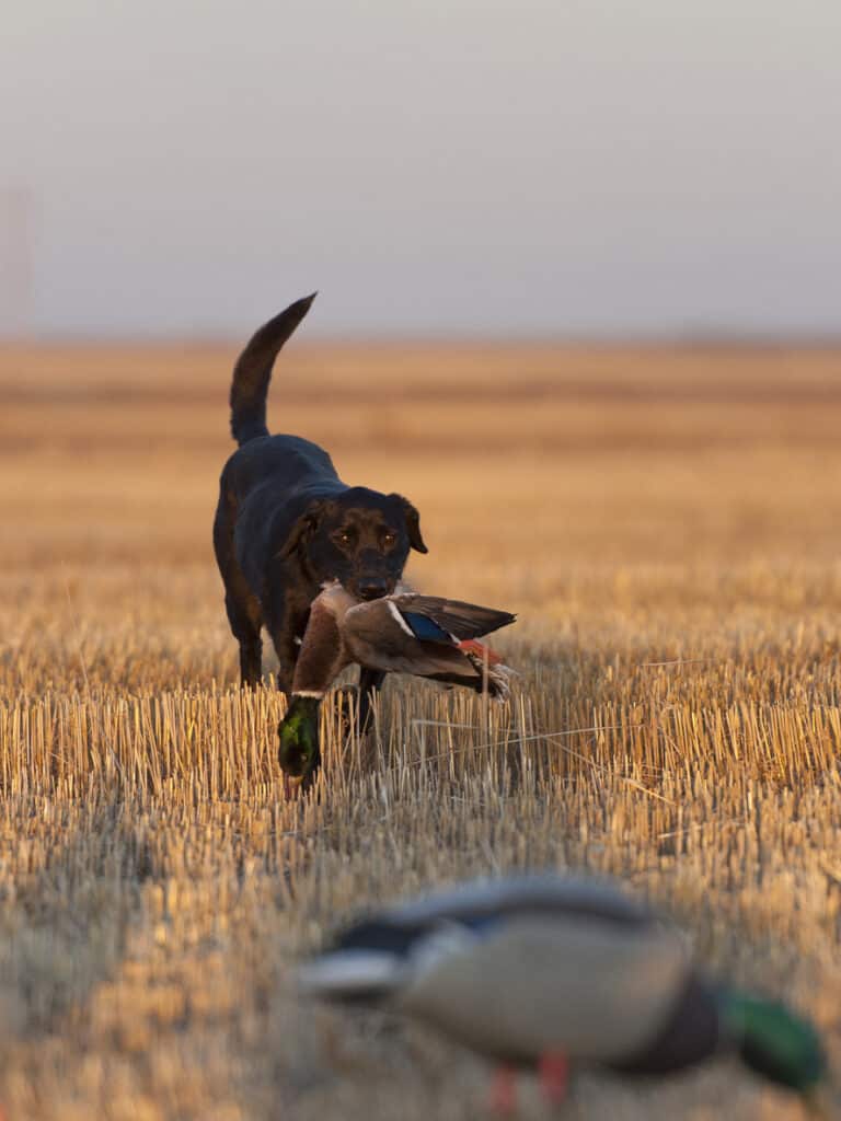 duck dog training with decoys