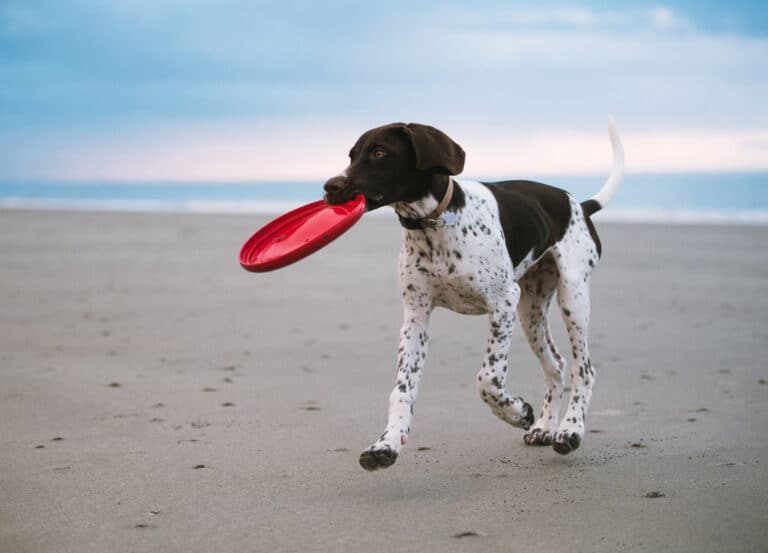 Are German Shorthaired Pointers Dangerous?