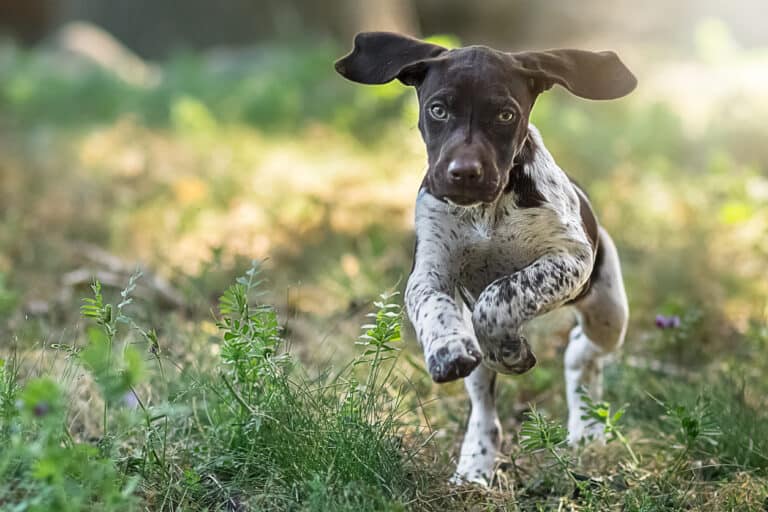 Do German Shorthaired Pointers Make Good House Dog?