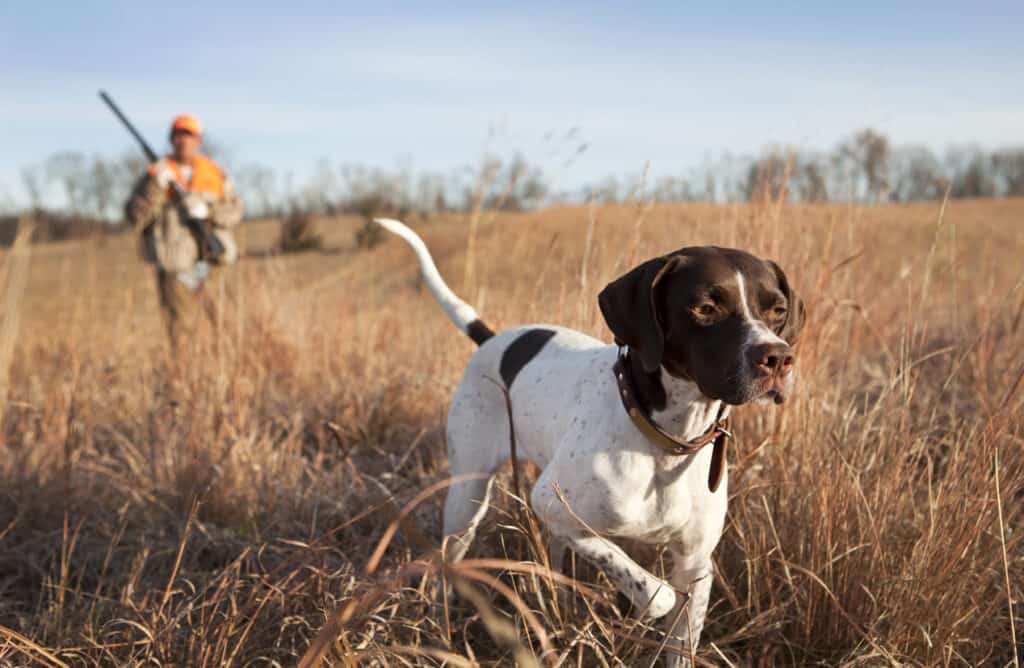 hunting dog with owner