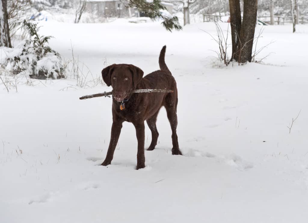 retriever in snow with stick
