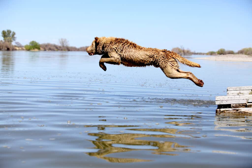 retriever jumping into water