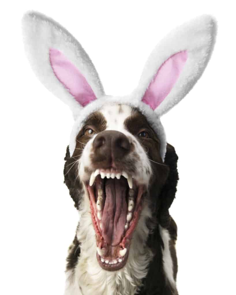 springer spaniel barking with bunny ears on