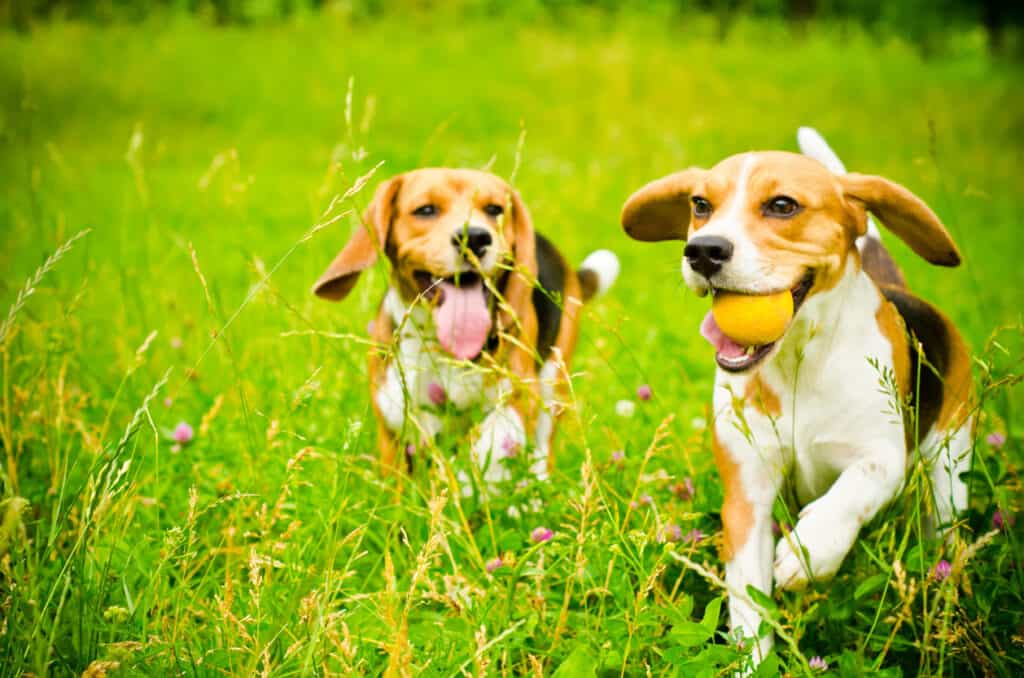 two beagle playing with ball