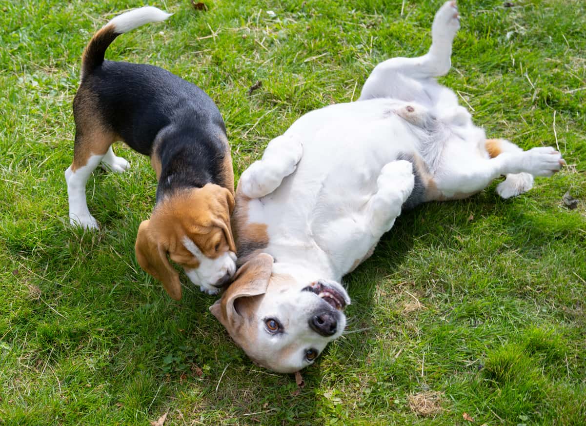 two beagle playing