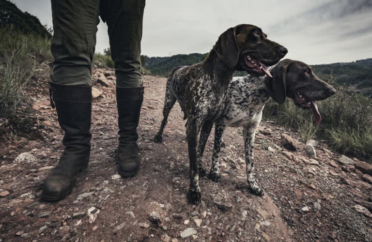 List Of Hunting Dogs