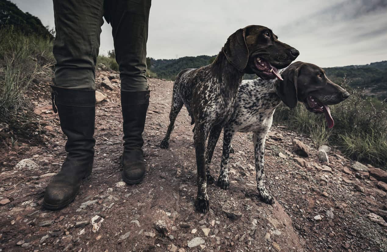 two bird dogs with owner