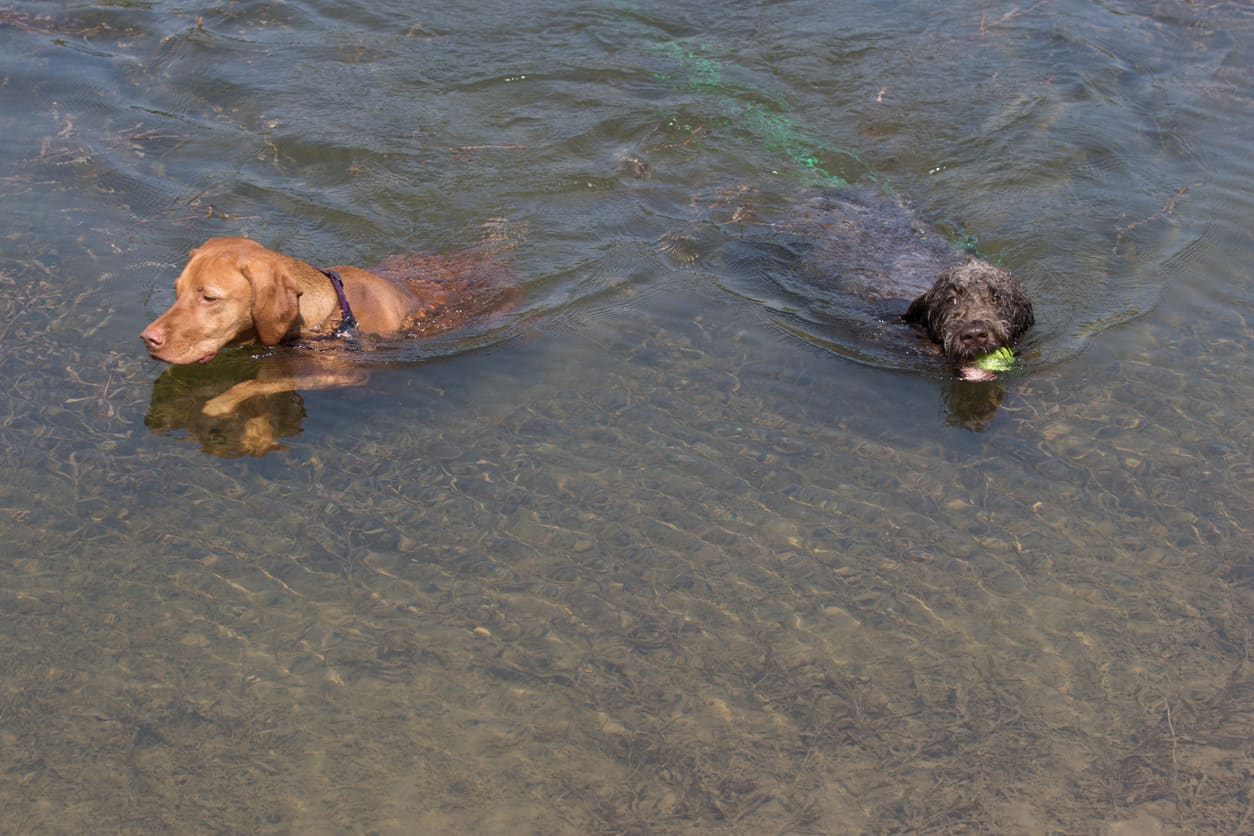 two retrievers in water